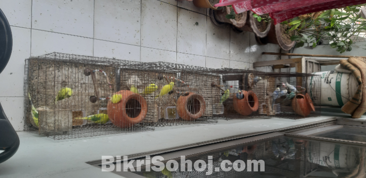 Colourful Budgrigar birds